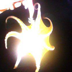 湾内タコだらけ、コウイカ、メバルカサゴは型がよくなってきました